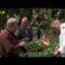 Ricette con le foglie di fave e fiori di piselli dall’orto del convento (LAUDATO SII 14maggio2023)