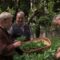 “Ricette con le foglie di fave e fiori di piselli dall’orto del convento di S. Giovanni Rotondo “