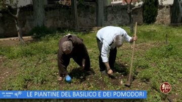 Le Piante Del Basilico E Dei Pomodori (Un Giorno Un Orto 10 Giugno )