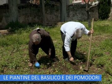 Le Piante Del Basilico E Dei Pomodori (Un Giorno Un Orto 10 Giugno )
