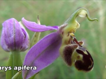 Orchidee Spontanee Del Gargano