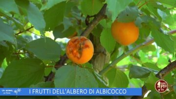 I Frutti Dellalbero Di Albicocco (Un Giorno Un Fiore Di Padre Rinaldo 19 Agosto 2023)