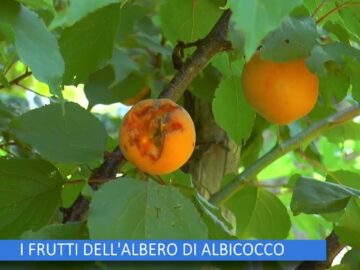 I Frutti Dellalbero Di Albicocco (Un Giorno Un Fiore Di Padre Rinaldo 19 Agosto 2023)