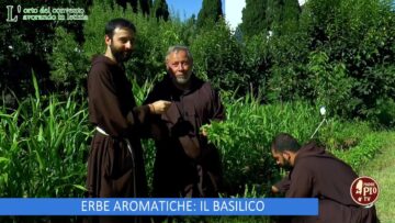 Erbe Aromatiche: Il Basilico (Lorto Del Convento 30 Settembre 2023)
