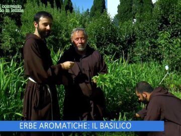 Erbe Aromatiche: Il Basilico (Lorto Del Convento 30 Settembre 2023)