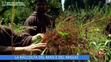 La Raccolta Del Mais E Del Miglio (Lorto Del Convento 4 Novembre 2023)