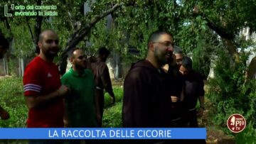 LA RACCOLTA DELLE CICORIE (LOrto Del Convento 18 Novembre 2023)