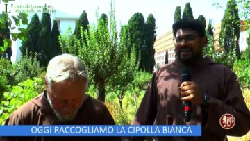 Oggi Raccogliamo La Cipolla Bianca ( LOrto Del Convento 11 Novembre 2023)