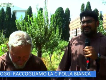 Oggi Raccogliamo La Cipolla Bianca ( LOrto Del Convento 11 Novembre 2023)