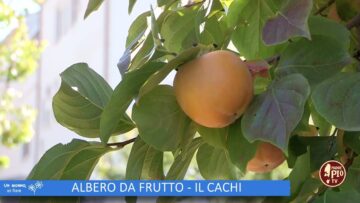 ALBERO DA FRUTTO, IL CACHI ( Lorto Del Convento 2 Dicembre 2023)