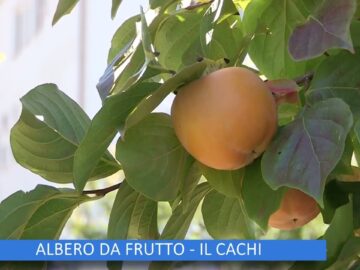 ALBERO DA FRUTTO, IL CACHI ( Lorto Del Convento 2 Dicembre 2023)