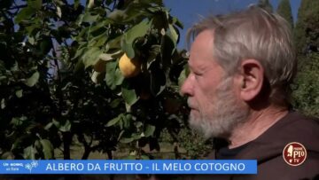 ALBERO DA FRUTTO, IL MELO COTOGNO (Lorto Del Convento 9 Dicembre 2023)