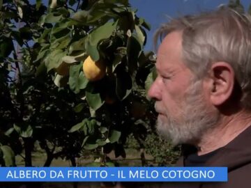 ALBERO DA FRUTTO, IL MELO COTOGNO (Lorto Del Convento 9 Dicembre 2023)