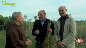 Condire La Muscisca Di Pecora Con Semi Di Finocchio (Laudato Sii 17 Dicembre 2023)