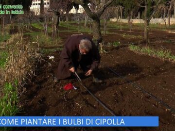 COME PIANTARE I BULBI DI CIPOLLA (LOrto Del Convento 17 Febbraio 2024)