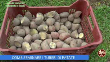 COME SEMINARE I TUBERI DI PATATE ( LOrto Del Convento 27 Aprile 2024)