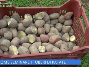 COME SEMINARE I TUBERI DI PATATE ( LOrto Del Convento 27 Aprile 2024)