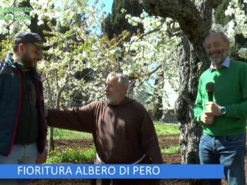 FIORITURA ALBERO DI PERO (LOrto Del Convento 6 Aprile 2024)