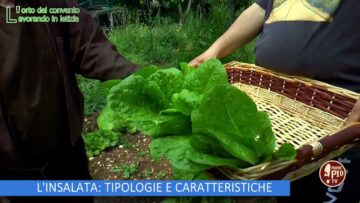 L INSALATA, TIPOLOGIE E CARATTERISTICHE (LOrto Del Convento 1 Giugno 2024)