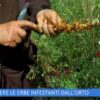 COME TOGLIERE LE ERBE INFESTANTI DALLORTO (LOrto Del Convento 6 Luglio 2024)