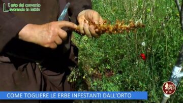 COME TOGLIERE LE ERBE INFESTANTI DALLORTO (LOrto Del Convento 6 Luglio 2024)