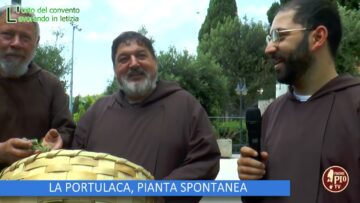 LA PORTULACA, PIANTA SPONTANEA (Lorto Del Convento 13 Giugno 2024)