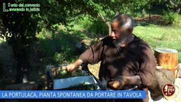 LA PORTULACA, PIANTA SPONTANEA DA PORTARE IN TAVOLA (Lorto Del Convento 17 Agosto 2024)