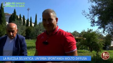 LA RUCOLA SELVATICA, UNERBA SPONTANEA MOLTO DIFFUSA (Lorto Del Convento 12 Ottobre 2024)