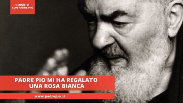 Padre Pio Mi Ha Regalato Una Rosa Bianca