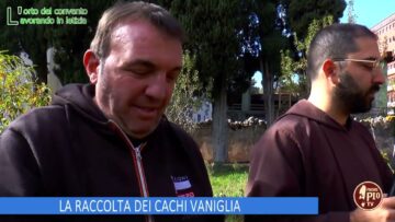 LA RACCOLTA DEI CACHI VANIGLIA (Lorto Del Convento 14 Dicembre 2024)