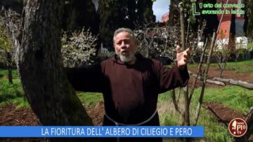 LA FIORITURA DELL ALBERO DI CILIEGIO E PERO (Lorto Del Convento 12 Aprile 2025)