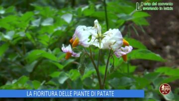 LA FIORITURA DELLE PIANTE DI PATATE (L Orto Del Convento 30 Maggio 2025)