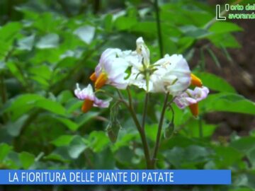 LA FIORITURA DELLE PIANTE DI PATATE (L Orto Del Convento 30 Maggio 2025)