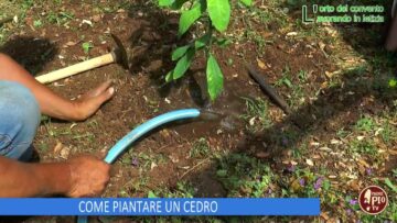COME PIANTARE UN CEDRO (Lorto Del Convento 21 Giugno 2025)