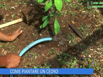 COME PIANTARE UN CEDRO (Lorto Del Convento 21 Giugno 2025)