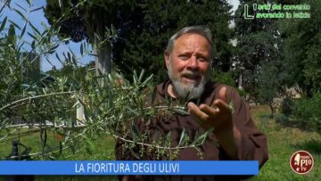 LA FIORITURA DEGLI ULIVI (Lorto Del Convento 14 Giugno 2025)