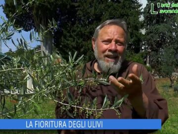 LA FIORITURA DEGLI ULIVI (Lorto Del Convento 14 Giugno 2025)