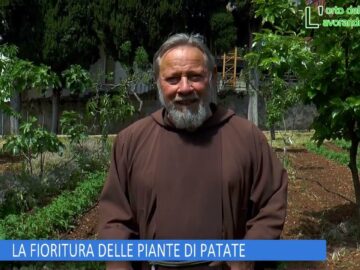 LA FIORITURA DELLE PIANTE DI PATATE (LOrto Del Convento 7 Giugno 2025)