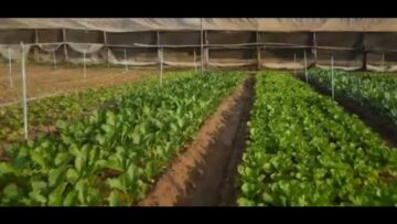 La Salute Vien Mangiando (Just Today 9 Settembre 2025)