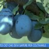 PRUGNE, TUTTO CIO CHE DEVI SAPERE PER COLTIVARLE (L Orto Del Convento27 Settembre 2025)