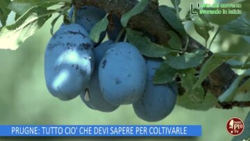 PRUGNE, TUTTO CIO CHE DEVI SAPERE PER COLTIVARLE (L Orto Del Convento27 Settembre 2025)
