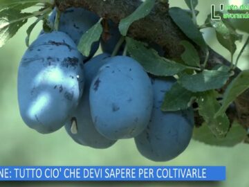 PRUGNE, TUTTO CIO CHE DEVI SAPERE PER COLTIVARLE (L Orto Del Convento27 Settembre 2025)